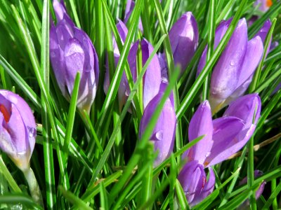 20150304Crocus_tommasinianus1 photo