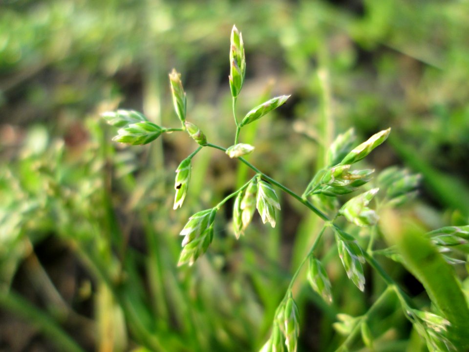 20141123Poa_annua1