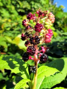 20141019Phytolacca_americana1