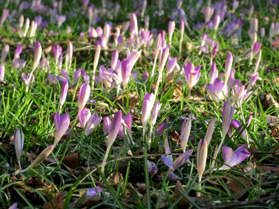 20150304Crocus_tommasinianus5