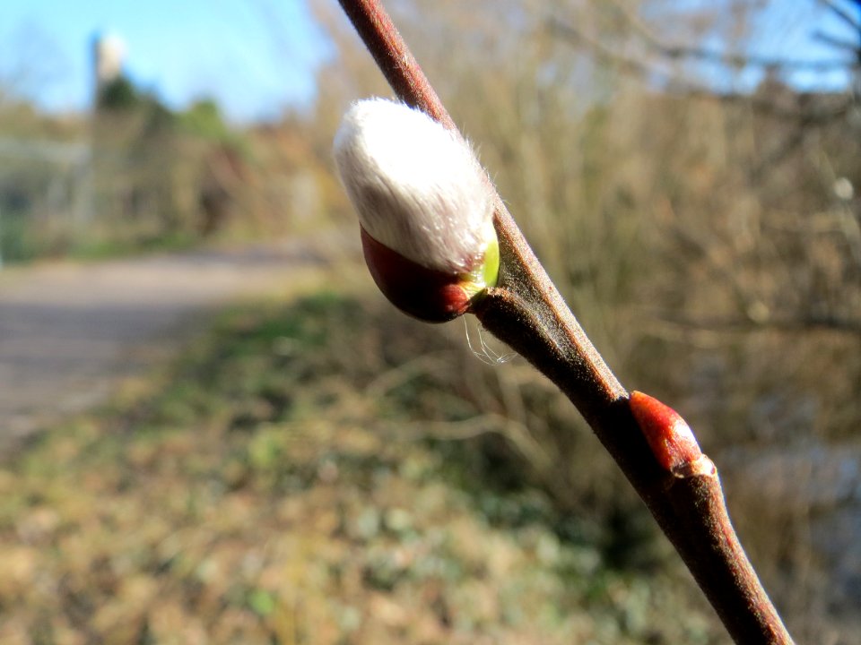 20150226Salix_caprea2
