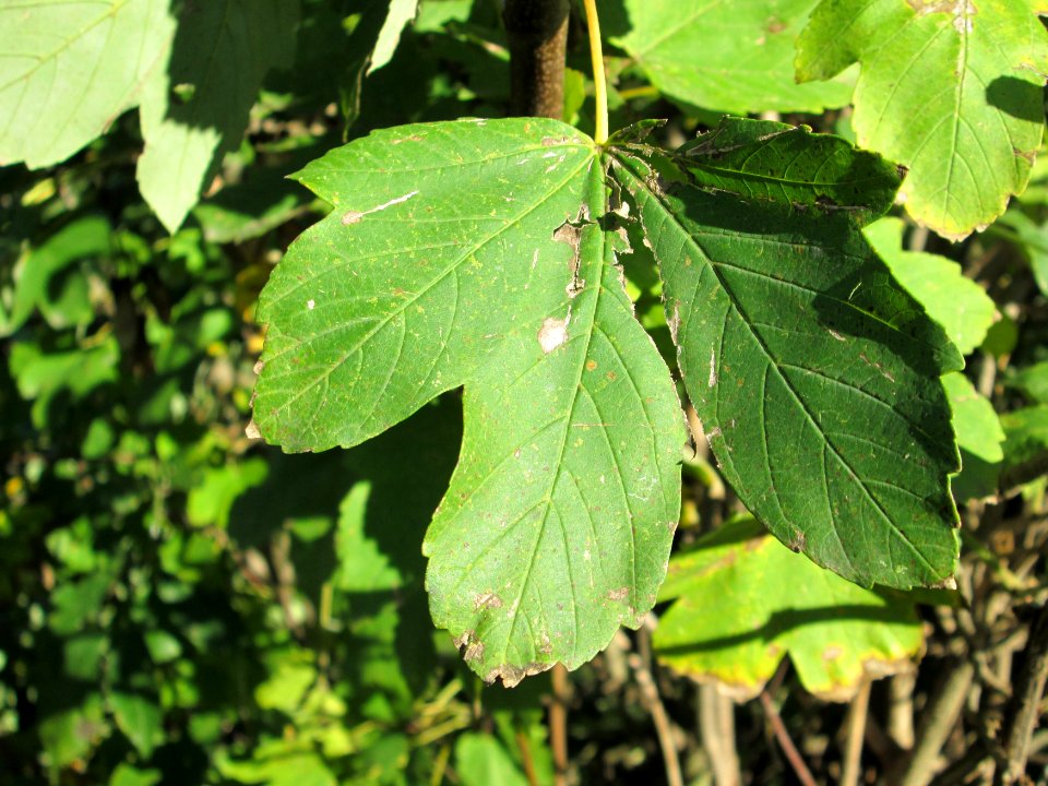 20141019Acer_pseudoplatanus2