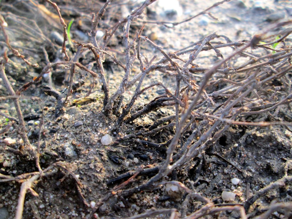 20141123Polygonum_aviculare1