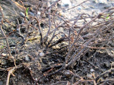 20141123Polygonum_aviculare1