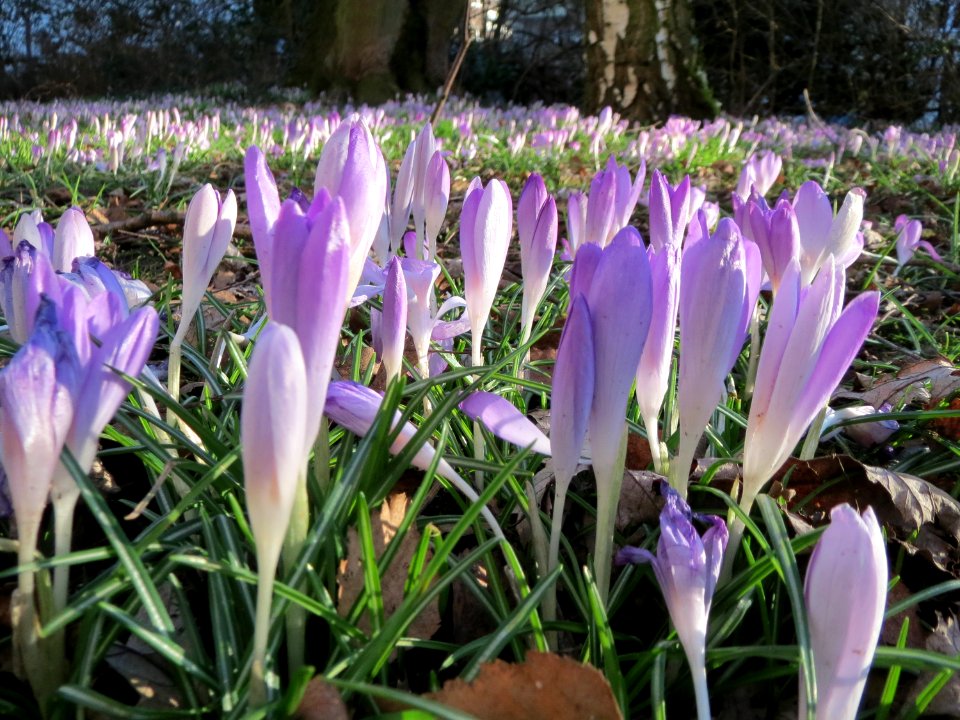 20150304Crocus_tommasinianus4
