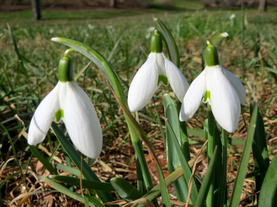 20150226Galanthus_nivalis1