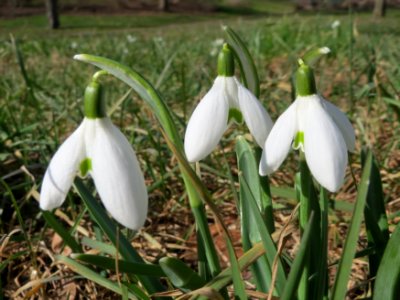 20150226Galanthus_nivalis1