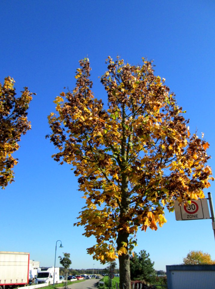 20141019Acer_platanoides