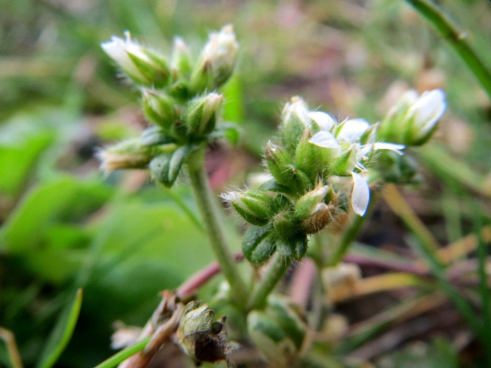 20150304Cerastium_glomeratum2