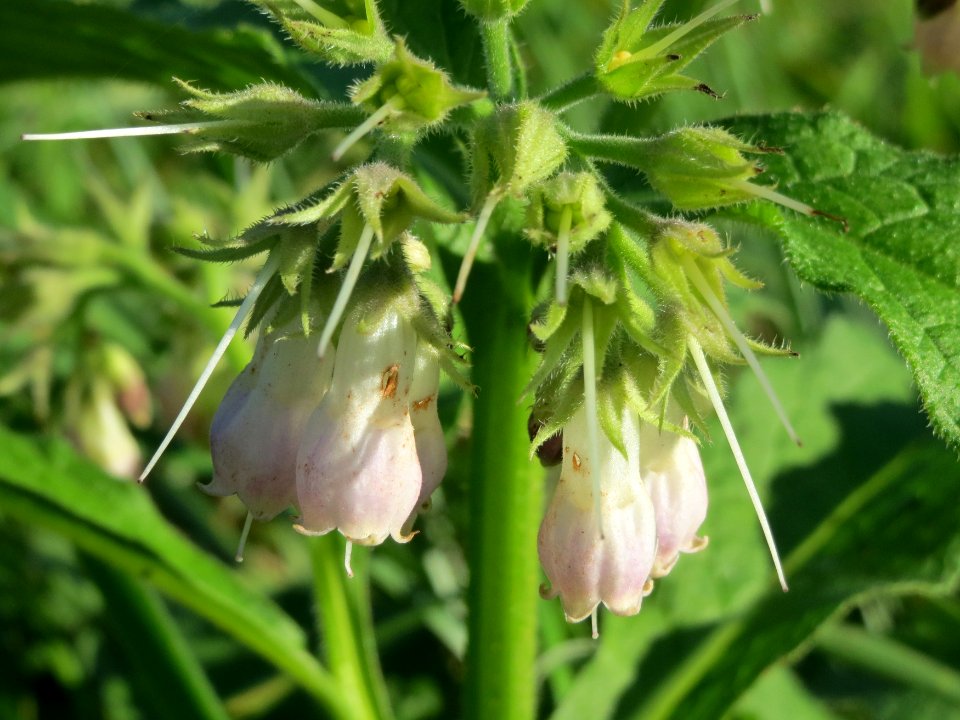 20141018Symphytum_officinale1