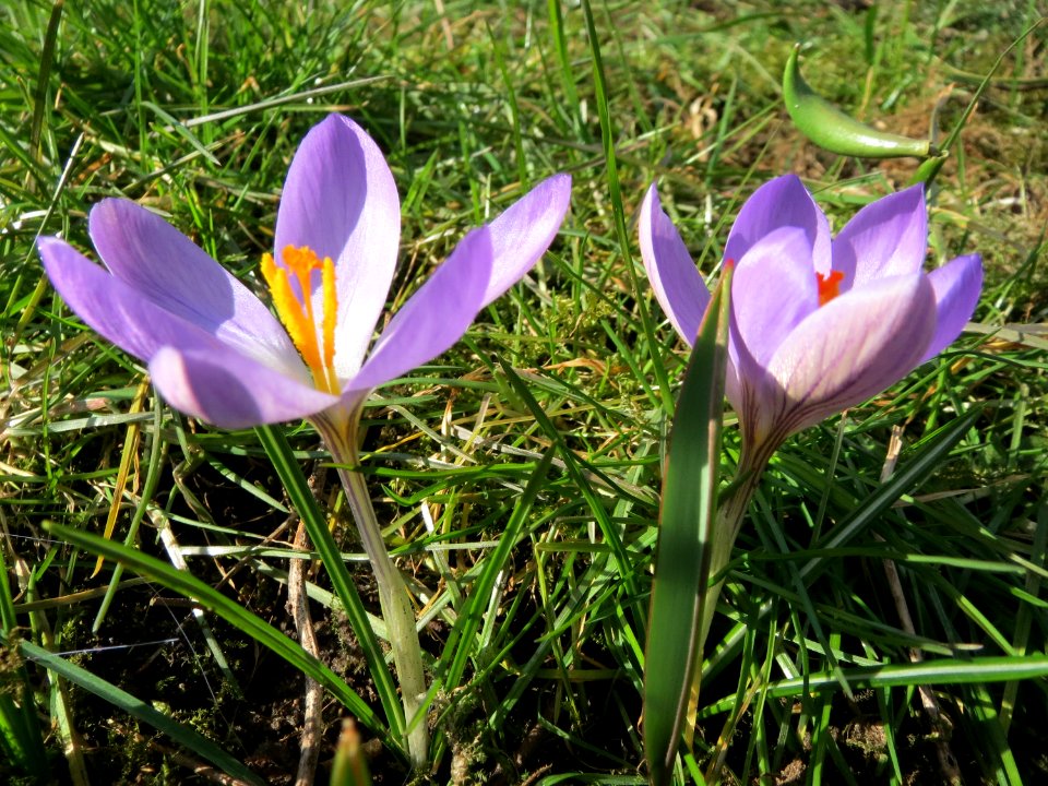 20150228Crocus_tommasinianus2