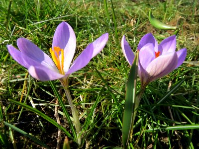 20150228Crocus_tommasinianus2