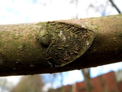 20150304Ailanthus_altissima2
