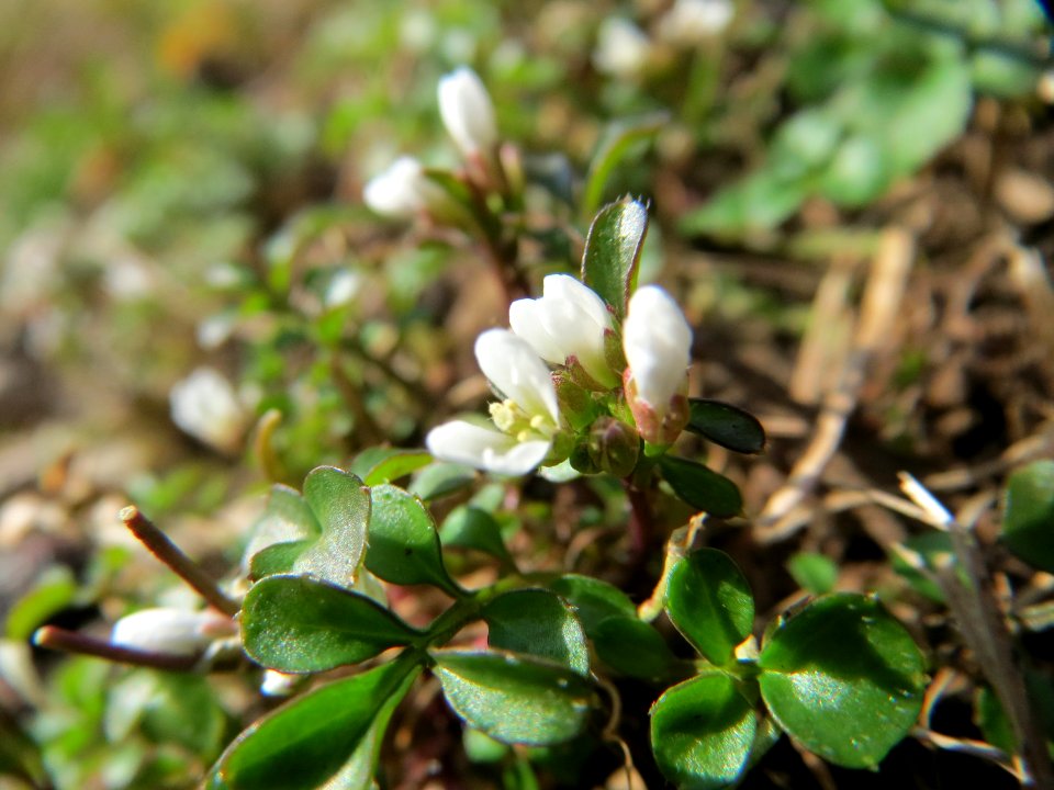 20150228Cardamine_hirsuta1
