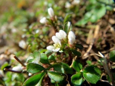 20150228Cardamine_hirsuta1