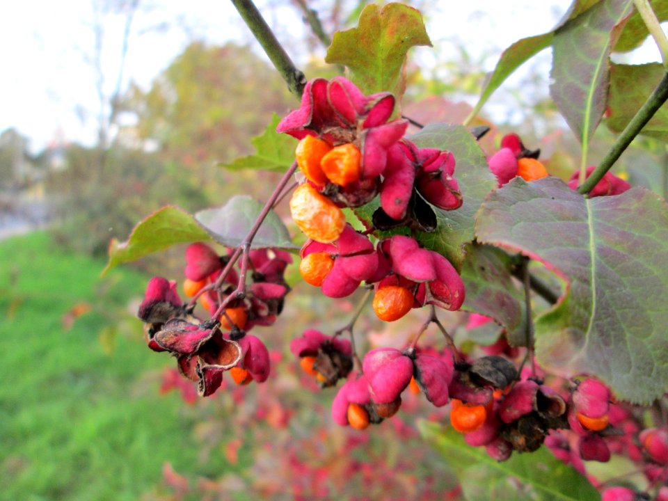 20141109Euonymus_europaeus3
