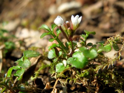 20150228Cardamine_hirsuta2