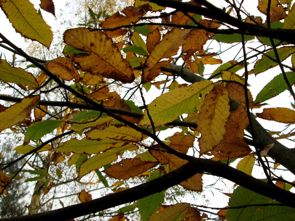 20141109Castanea_sativa