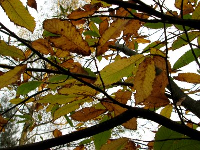 20141109Castanea_sativa