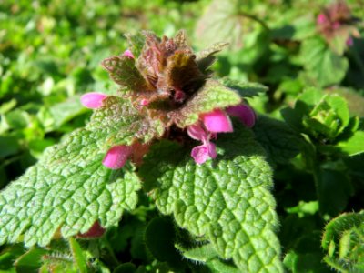 20150226Lamium_purpureum1