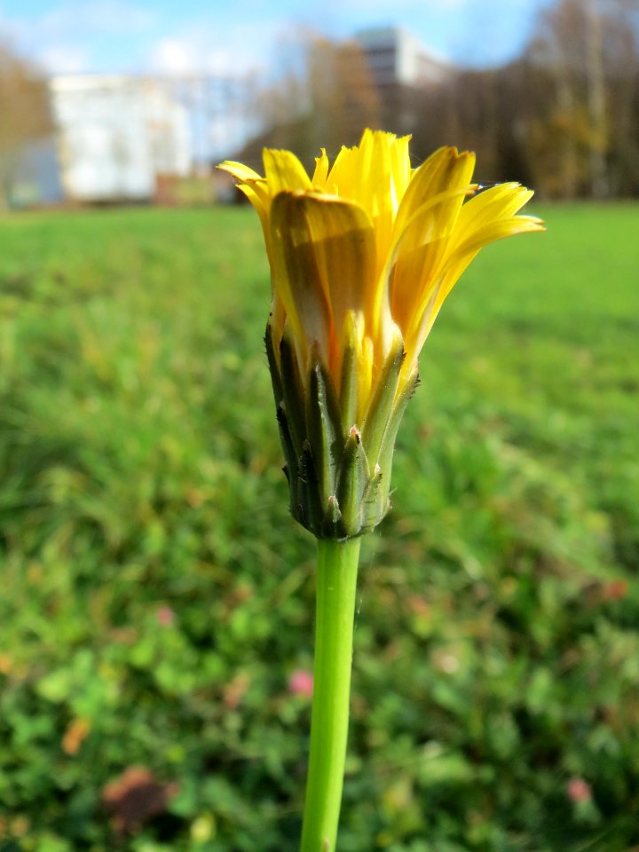 20141207Crepis_biennis2