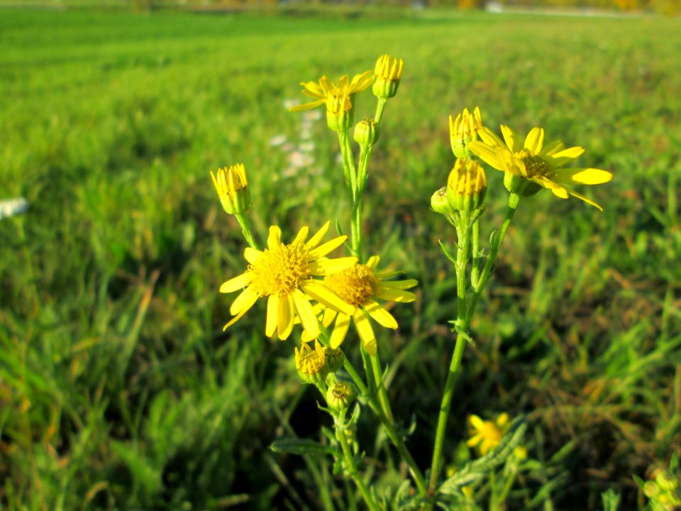20141106Jacobaea_vulgaris