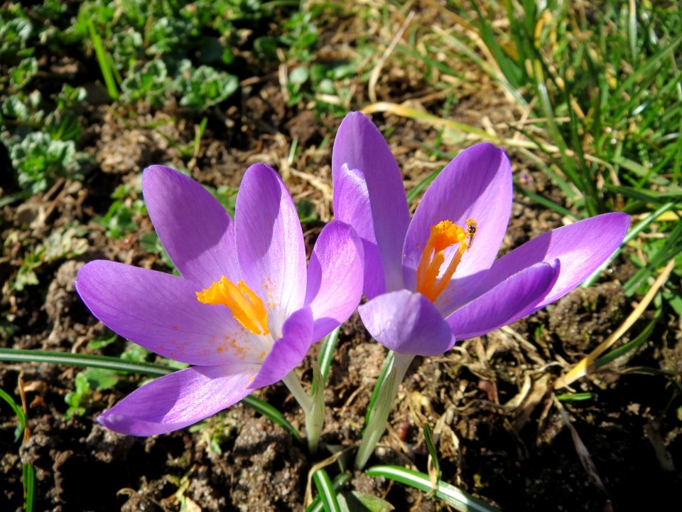 20150226Crocus_tommasinianus3