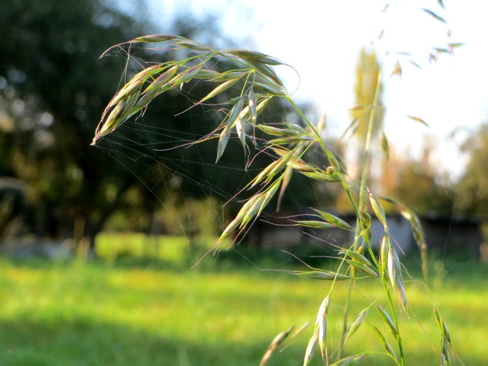 20141014Arrhenatherum_elatius4