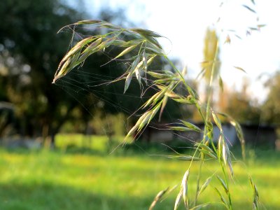 20141014Arrhenatherum_elatius4