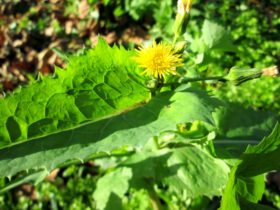 20141108Sonchus_oleraceus1