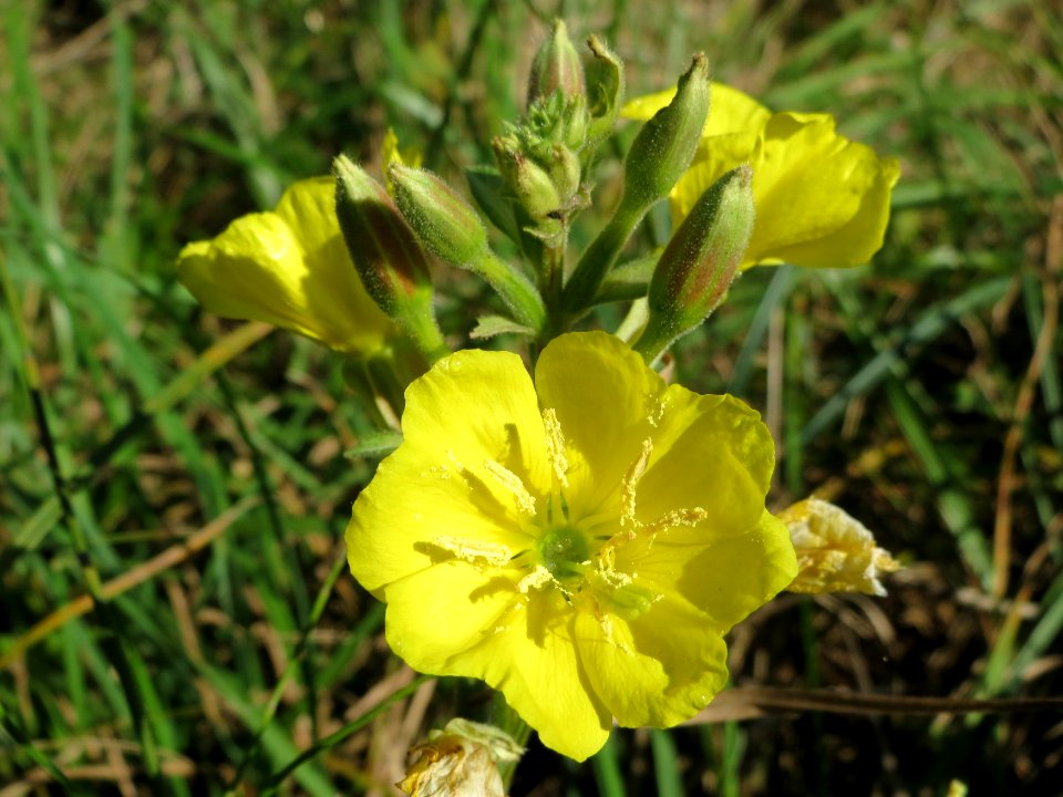 20141018Oenothera_biennis1