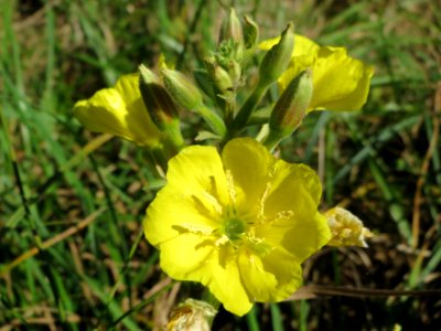 20141018Oenothera_biennis1