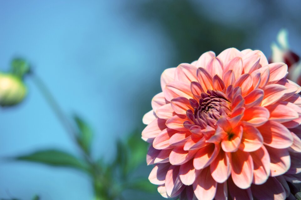 Bloom plant flower purple