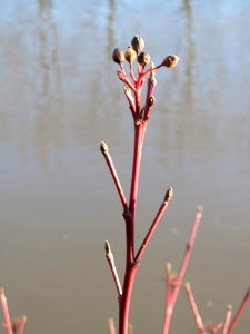 20150228Cornus_sanguinea3
