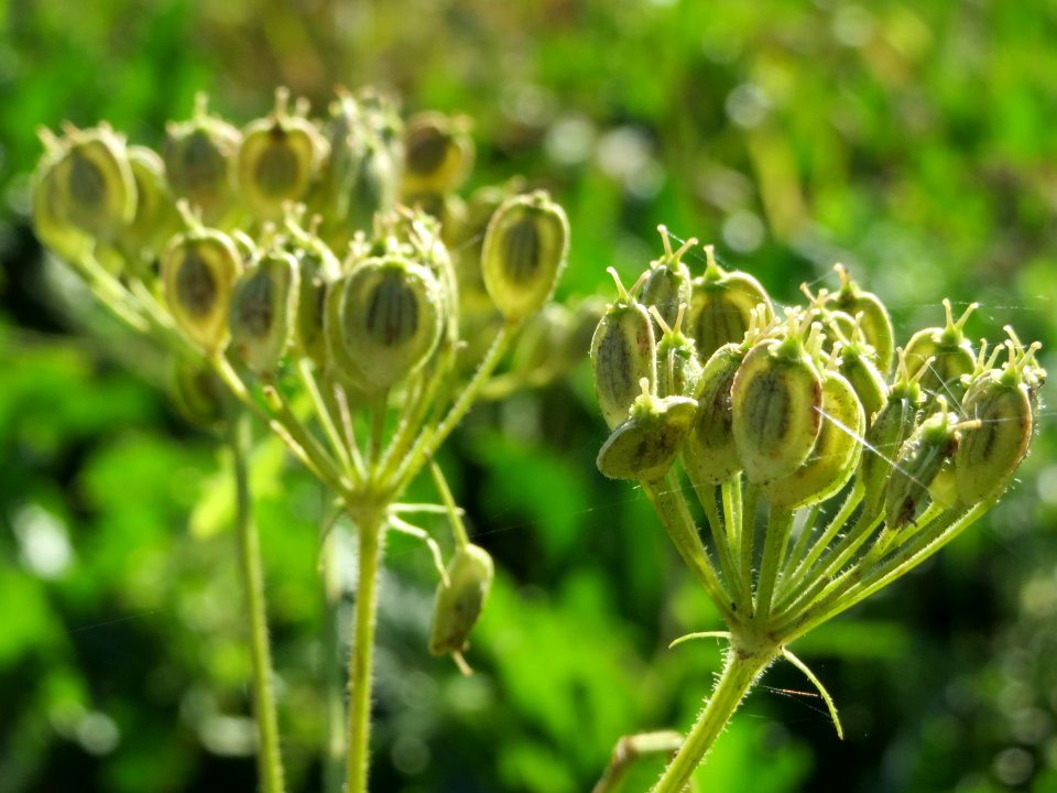 20141018Heracleum_sphondylium2