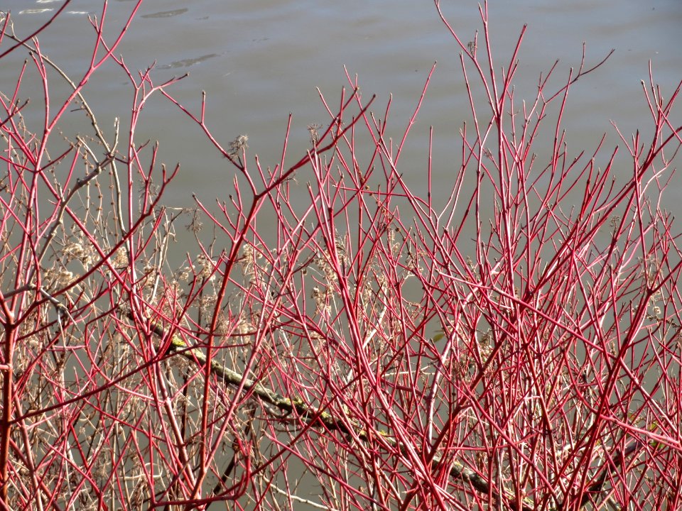 20150228Cornus_sanguinea1