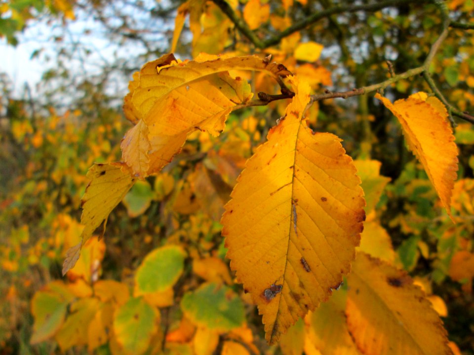 20141123Ulmus_minor2