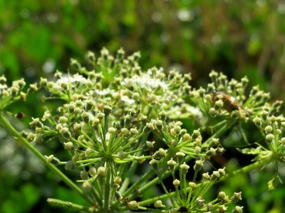 20141018Heracleum_sphondylium1