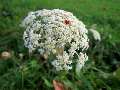 20141207Daucus_carota3