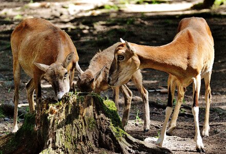 Wildlife park forest eat