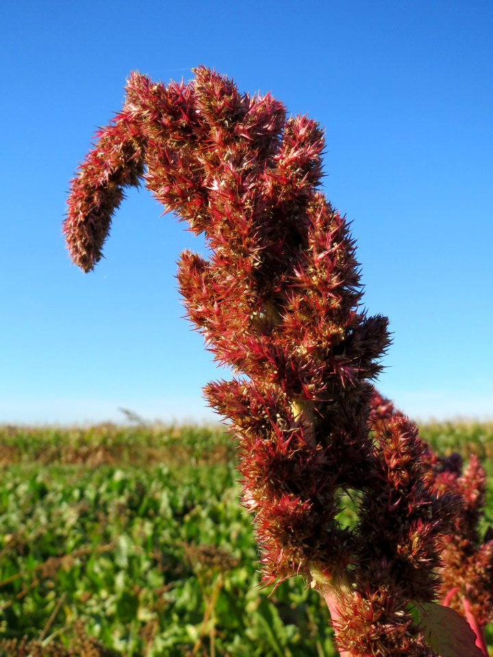 20141018Amaranthus_retroflexus3