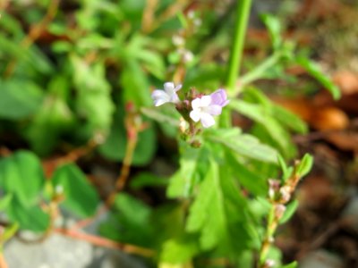 20140928Verbena_officinalis1