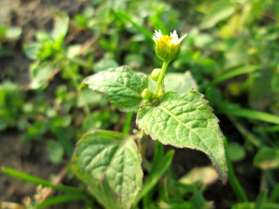 20141123Galinsoga_parviflora1