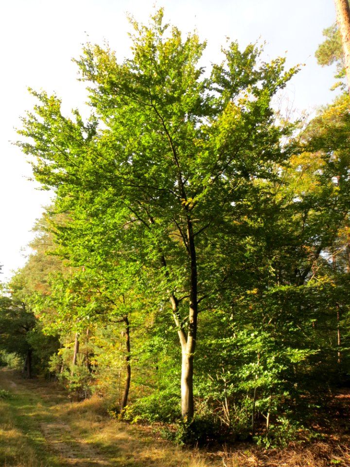 20140929Fagus_sylvatica1