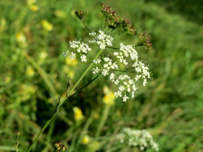 20141018Pimpinella_saxifraga1