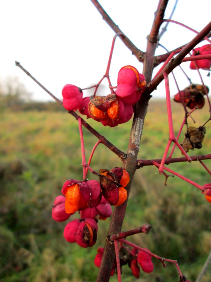 20141123Euonymus_europaeus1