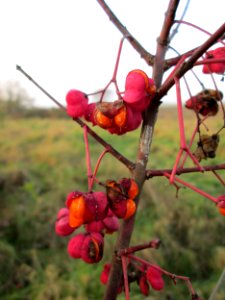 20141123Euonymus_europaeus1