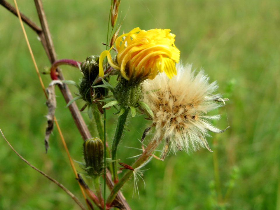 20140928Picris_hieracioides3