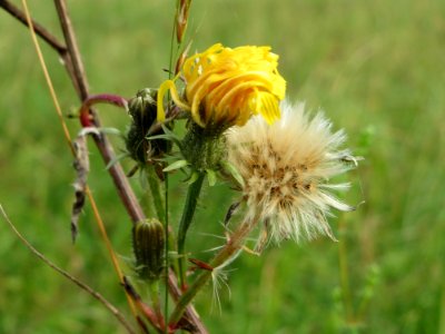 20140928Picris_hieracioides3
