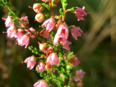 20140929Calluna_vulgaris1